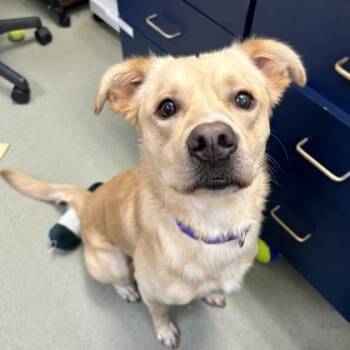 Rescue Retriever and Mixed Breed Dogs for Adoption in Merriam, Kansas - Leon | PetCurious