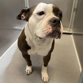 IVY -  American Bulldog and Mixed Breed Dog for Adoption in Modesto, California - IVY | PetCurious