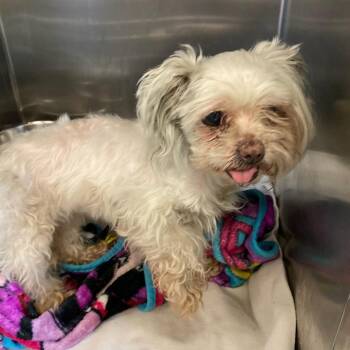 Jazzi -  Mixed Breed Dog for Adoption in Memphis, Tennessee - Jazzi | PetCurious