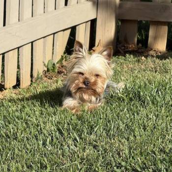 Yorkshire Terrier Dogs Available for Adoption in Charlottesville, Virginia - Tiny Tony | PetCurious