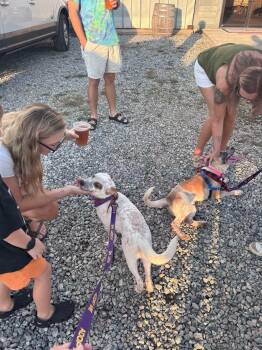Iris -  Australian Cattle Dog Blue Heeler Dog for Adoption in Lakewood Ranch, Florida - Iris | PetCurious
