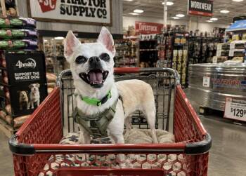Mr.Beast -  Chihuahua Dog for Adoption in Portland, Oregon - Mr.Beast | PetCurious