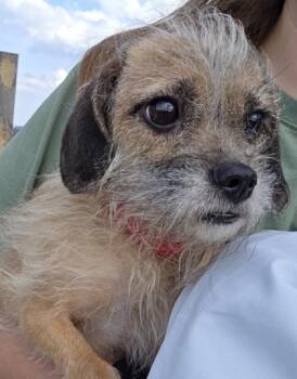 Yorkshire Terrier and Chihuahua Dogs Available for Adoption - Lily | PetCurious