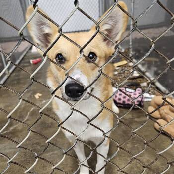 Nacho -  Corgi Dog for Adoption in Kalamazoo, Michigan - Nacho | PetCurious