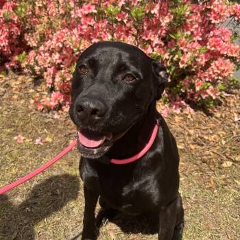 Great Dane and Labrador Retriever Dogs Available for Adoption in Columbia, South Carolina - Hilda | PetCurious
