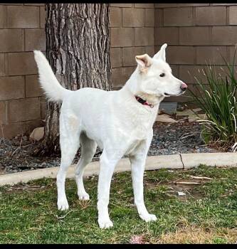 Gunner -  White German Shepherd Dog for Adoption in Oriskany, New York - Gunner | PetCurious