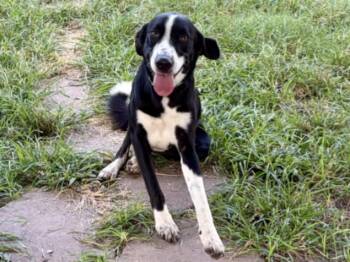 ROCKY -  Labrador Retriever and Mixed Breed Dog for Adoption in Houston, Texas - ROCKY | PetCurious