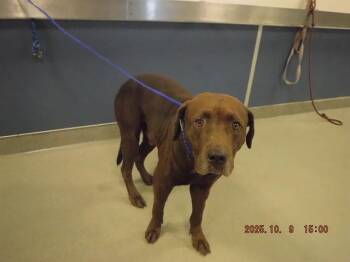 Rescue Labrador Retriever Dogs for Adoption in Doral, Florida - RIVER | PetCurious