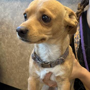 Creek aka Charlie -  Dachshund and Chihuahua Dog for Adoption in Las Vegas, Nevada - Creek Aka Charlie | PetCurious