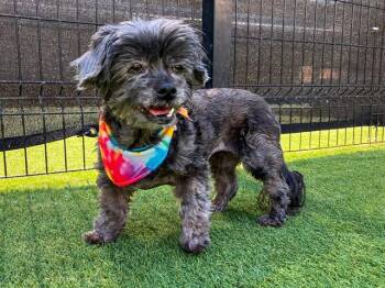 Shih Tzu and Mixed Breed Dogs Available for Adoption - YZMA | PetCurious