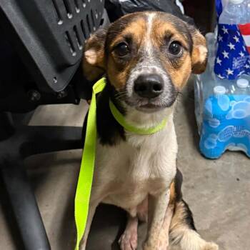 Booth -  Chihuahua and Cattle Dog Dog for Adoption in Tampa, Florida - Booth | PetCurious