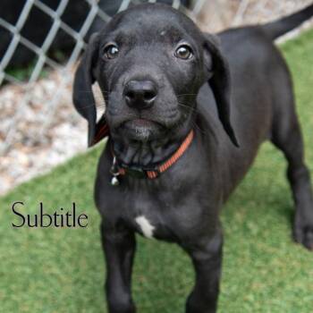 Maizy -  Mixed Breed Dog for Adoption in Dayton, Ohio - Maizy | PetCurious