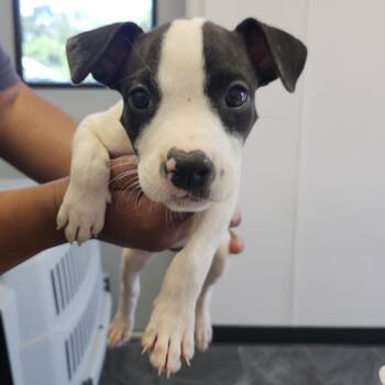 Robin -  Terrier Dog for Adoption in Clearwater, Florida - Robin | PetCurious
