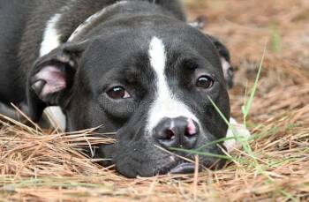 Boxer and Pit Bull Terrier Dogs Available for Adoption in Royse City, Texas - Domino | PetCurious