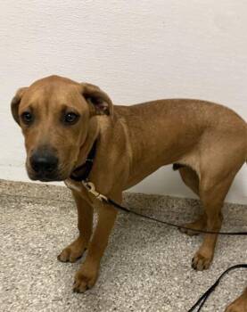 Paws -  Pit Bull Terrier Dog for Adoption in Vancouver, Washington - Paws | PetCurious