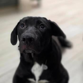 Santa Ana -  Black Labrador Retriever and Mixed Breed Dog for Adoption in Chatham, Virginia - Santa Ana | PetCurious