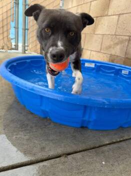 Caprese -  Pit Bull Terrier and Mixed Breed Dog for Adoption in Calgary, Alberta - Caprese | PetCurious