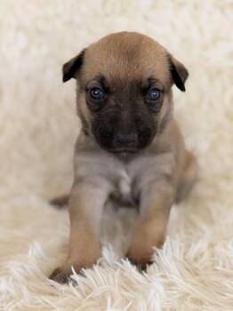 Dallas -  German Shepherd Dog Dog for Adoption in Pleasant Hill, California - Dallas | PetCurious