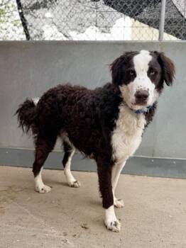 Duke -  Australian Cattle Dog Blue Heeler and Poodle Dog for Adoption in Severance, Colorado - Duke | PetCurious