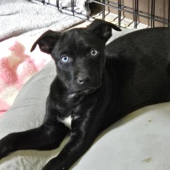 Catahoula Leopard Dog and Mixed Breed Dogs Available for Adoption - Onyx | PetCurious