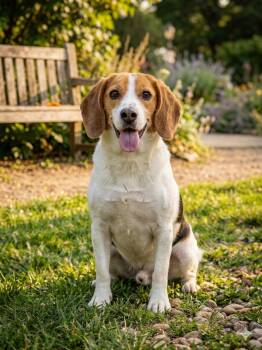 Beagle Dogs Available for Adoption in Wooster, Ohio - Chip | PetCurious