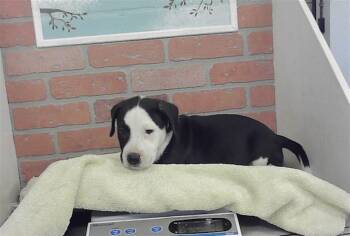 TIMON -  Staffordshire Bull Terrier and Mixed Breed Dog for Adoption in Houston, Texas - TIMON | PetCurious