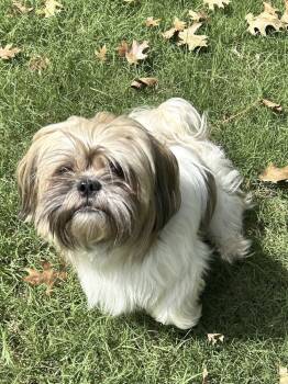 Winston -  Shih Tzu Dog for Adoption in Tulsa, Oklahoma - Winston | PetCurious