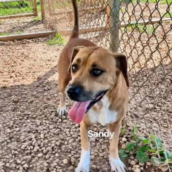 Sandy -  Mixed Breed Dog for Adoption - Sandy | PetCurious