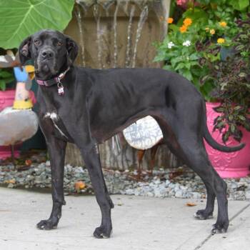 Sloan -  Great Dane Dog for Adoption in Wake Forest, North Carolina - Sloan | PetCurious