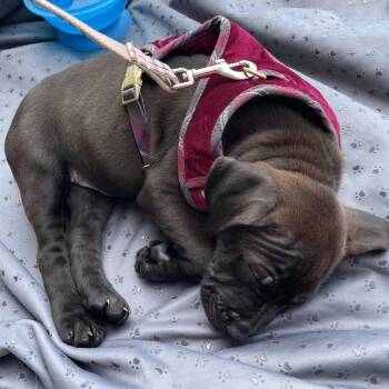 Shepherd and Mixed Breed Dogs Available for Adoption - Simon | PetCurious