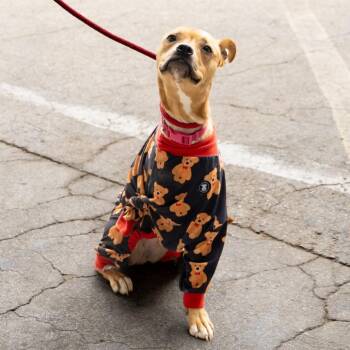 Mixed Breed Dogs Available for Adoption in Gainesville, Florida - Molly | PetCurious