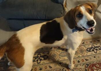 Loretta - Not at the Shelter (Wendy) -  Hound Dog for Adoption in Rustburg, Virginia - Loretta - Not At The Shelter (Wendy) | PetCurious