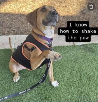 Donut -  Hound Dog for Adoption in St. Augustine, Florida - Donut | PetCurious