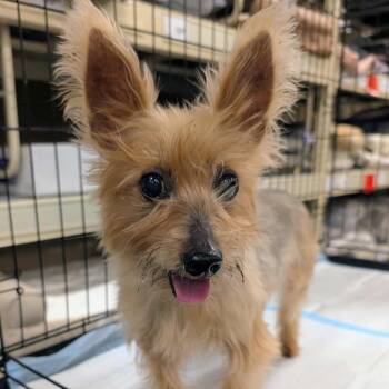 Rescue Yorkshire Terrier Dogs for Adoption in Las Vegas, Nevada - Curly June OS NV | PetCurious