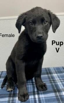 Labrador Retriever Dogs Available for Adoption in Columbus, Ohio - Bellatrix | PetCurious