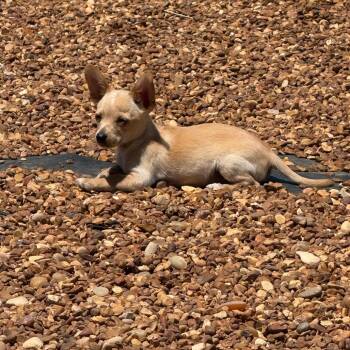 Harold -  Chihuahua Dog for Adoption in Southside, Tennessee - Harold | PetCurious