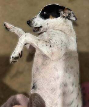 Susie (puppy) -  Australian Cattle Dog Blue Heeler Dog for Adoption in Lakewood Ranch, Florida - Susie (puppy) | PetCurious