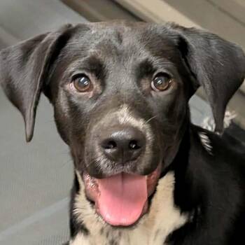 Rescue Hound and Mountain Cur Dogs for Adoption in Anniston, Alabama - Clyde | PetCurious