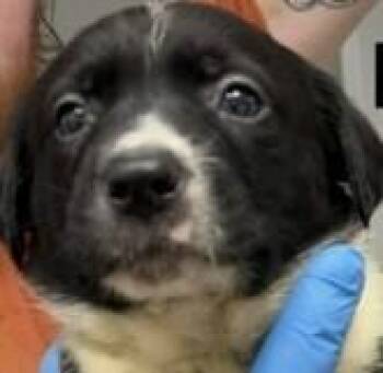 Australian Cattle Dog Blue Heeler Dogs Available for Adoption - Raptor Breeze | PetCurious