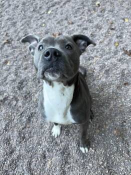 Rescue Pit Bull Terrier Dogs for Adoption in Houghton, Michigan - Sadie | PetCurious