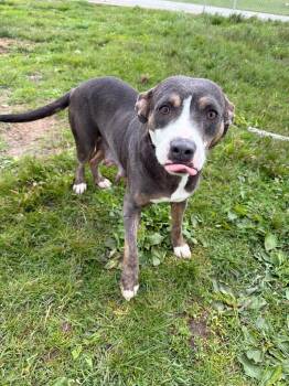 American Staffordshire Terrier Dogs Available for Adoption in Pierceton, Indiana - Momma | PetCurious