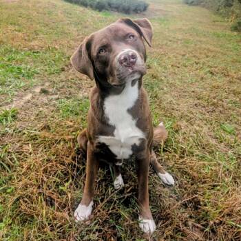 Rescue Mixed Breed Dogs for Adoption in Boaz, Alabama - Dunkin | PetCurious