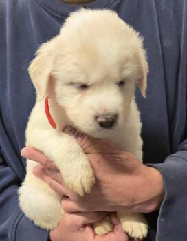Labrador Retriever and Great Pyrenees Dogs Available for Adoption in Thompson Falls, Montana - Sassy | PetCurious