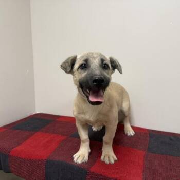 A5805247/Georgina -  German Shepherd Dog and Dachshund Dog for Adoption in Bend, Oregon - A5805247/Georgina | PetCurious