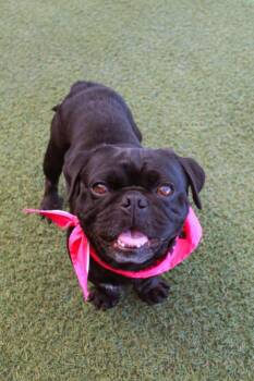 Malarky -  Pug Dog for Adoption in Gardena, California - Malarky | PetCurious