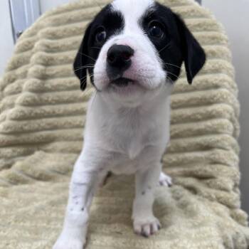 Maneki-Neko -  Terrier and Chihuahua Dog for Adoption in Kanab, Utah - Maneki-Neko | PetCurious