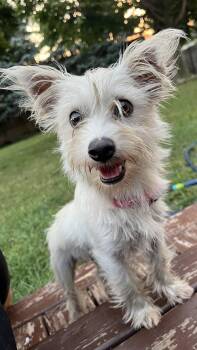 Matilda -  West Highland White Terrier Westie Dog for Adoption in New London, Wisconsin - Matilda | PetCurious
