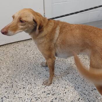 Italian Greyhound and Dachshund Dogs Available for Adoption in Hattiesburg, Mississippi - Squirrel | PetCurious