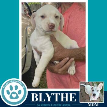 Labrador Retriever Dogs Available for Adoption in Kimberton, Pennsylvania - Blythe (Bonny