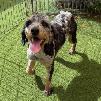 Fish 0904 -  Poodle Dog for Adoption in Loxahatchee Groves, Florida - Fish 0904 | PetCurious